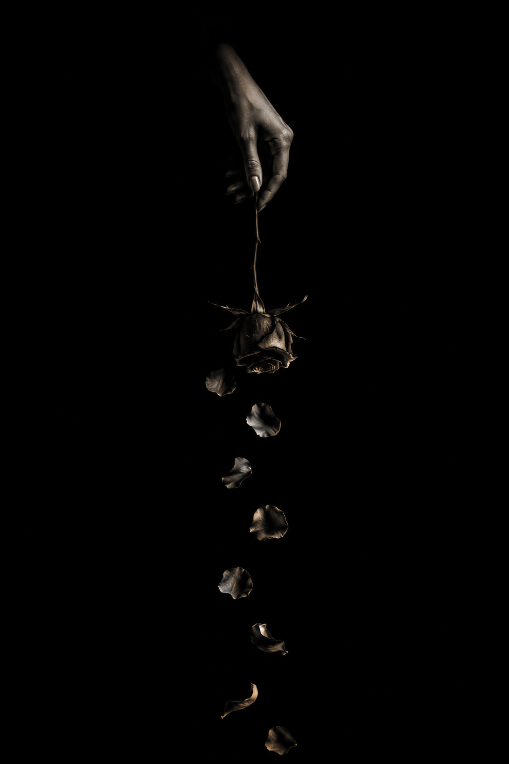 Hand hält eine schwarze Rose, während dunkle Blütenblätter vor schwarzem Hintergrund herabfallen