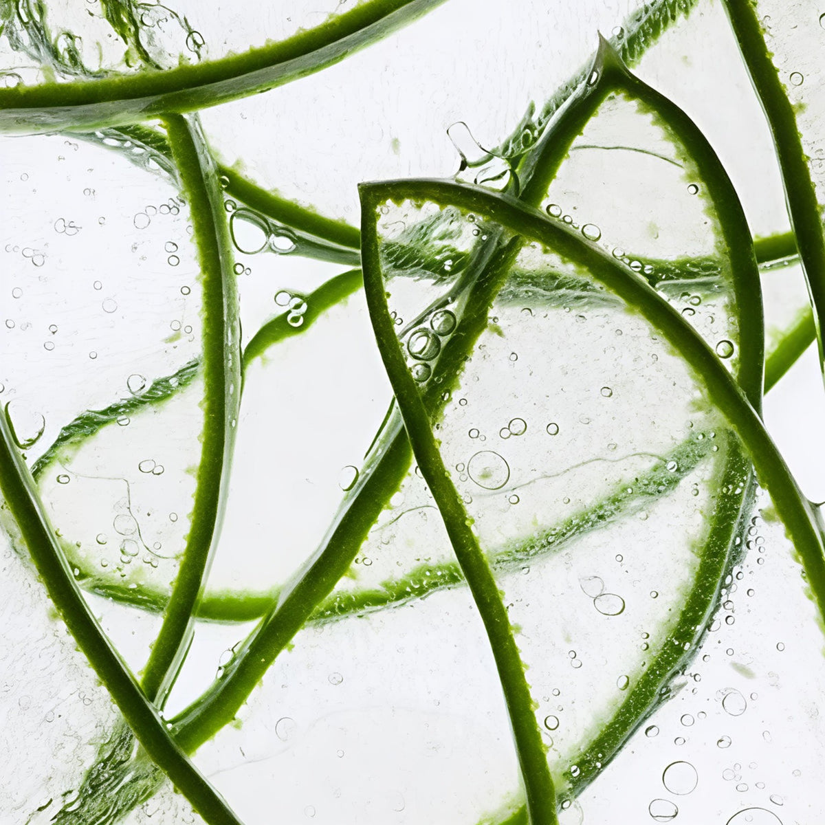 Frische Aloe-Blätter mit klaren Wasserblasen auf hellem Hintergrund.