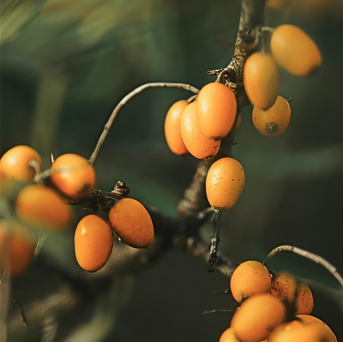 Sanddornbeeren an einem grünen Zweig vor hellem Hintergrund.